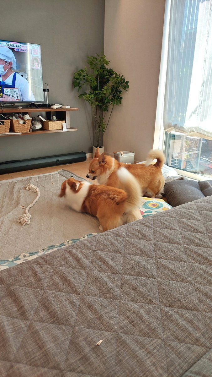 wood_pal's tweet photo. くつろぎいぬ、からの、あばれいぬ🐶🐶
本日は看板犬お休み中です😪 https://t.co/J8c0DuQVqF
