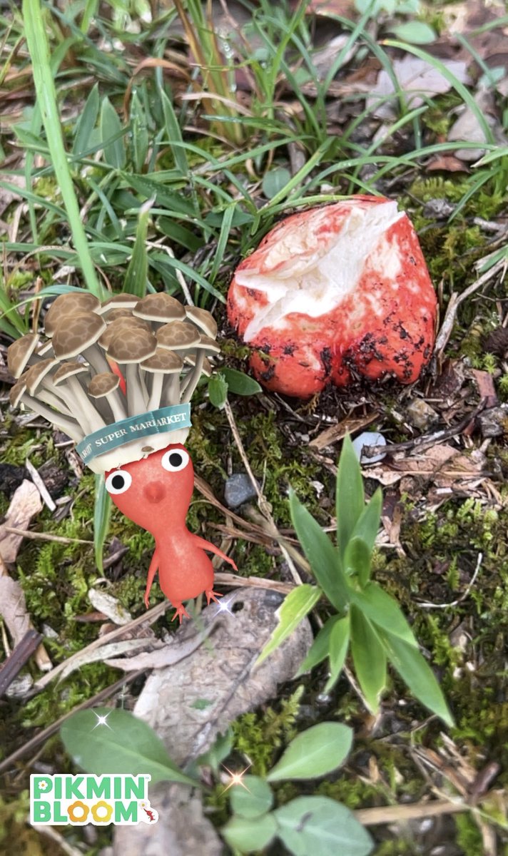 michel_o0's tweet photo. 本日のキノコ🍄

これはなんや？？？

 #ピクミンブルーム https://t.co/naYB57hTMZ