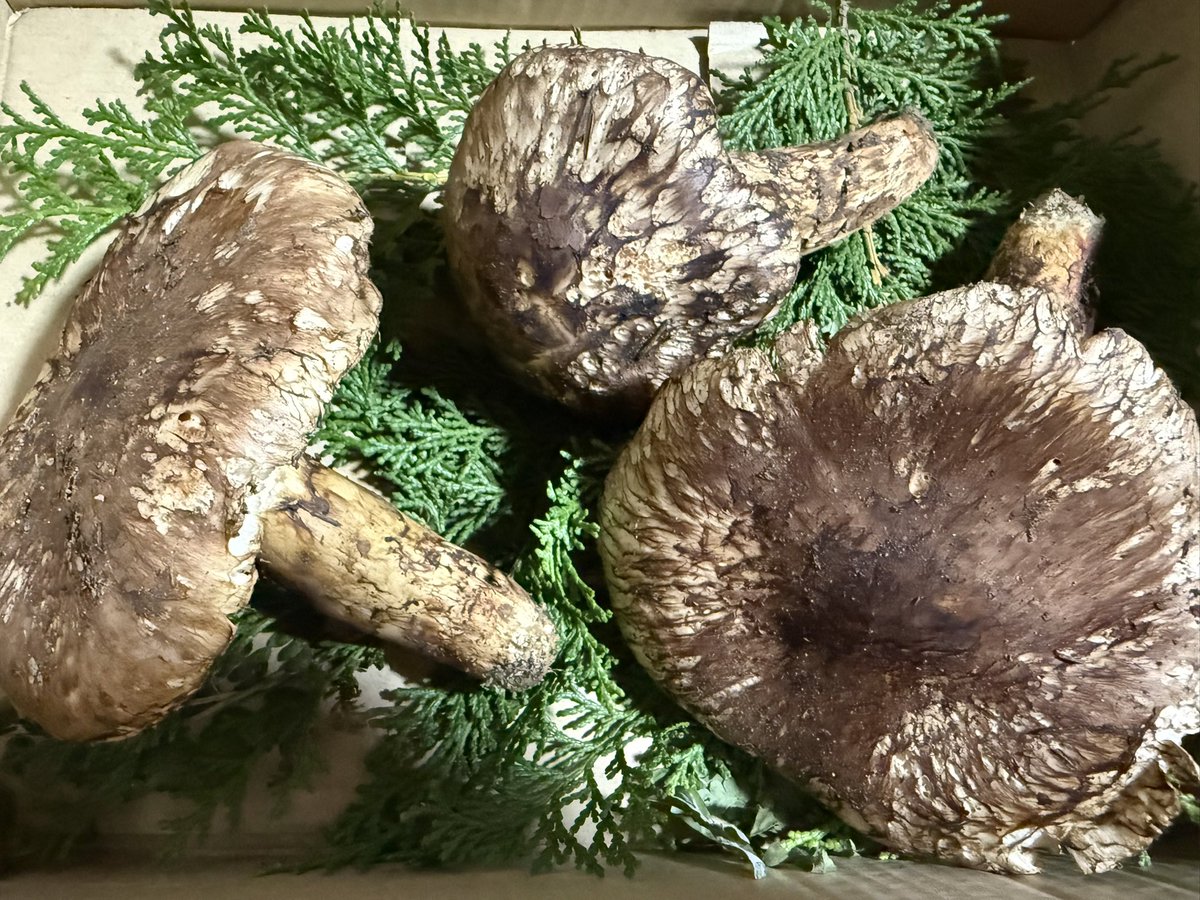 xPureHolocaustx's tweet photo. ご近所さんが松茸をくれた🍄ありがたや〜今夜は松茸ご飯と松茸のすき焼きにしようかね。 https://t.co/uvLrCC6j5Q