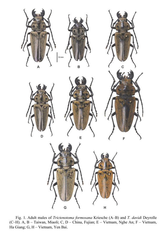 leafbeetles's tweet photo. Finally published!
Trictenotoma formosana is synonymized with T. davidi based on morphological and COI evidence.
https://t.co/g2Fdum8xLl
#Coleoptera #Trictenotomidae #Taxonomy #DNAbarcoding https://t.co/EmKFqECDVz