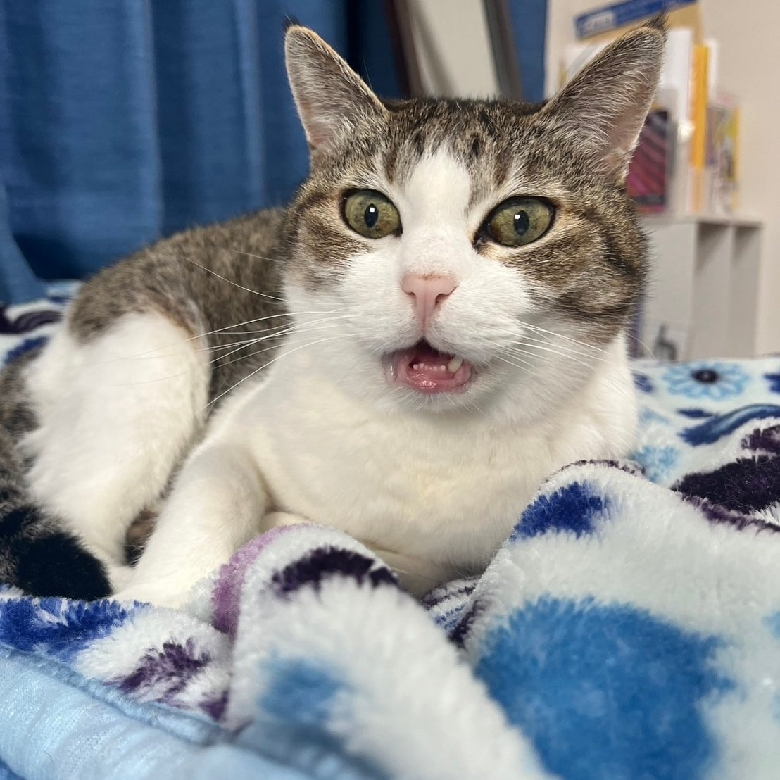 oasis20190706 tweet picture