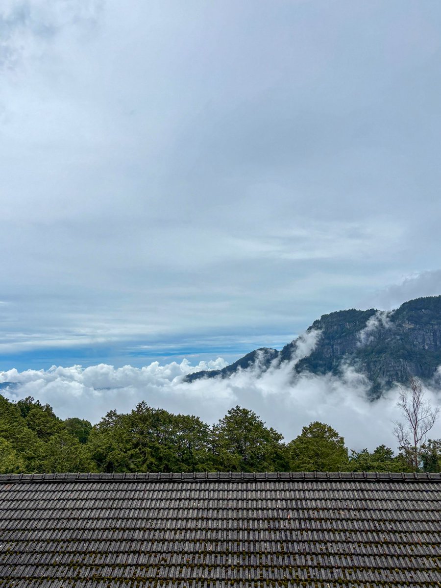 kasstaass's tweet photo. 阿里山📍 https://t.co/gLYq19dN1c