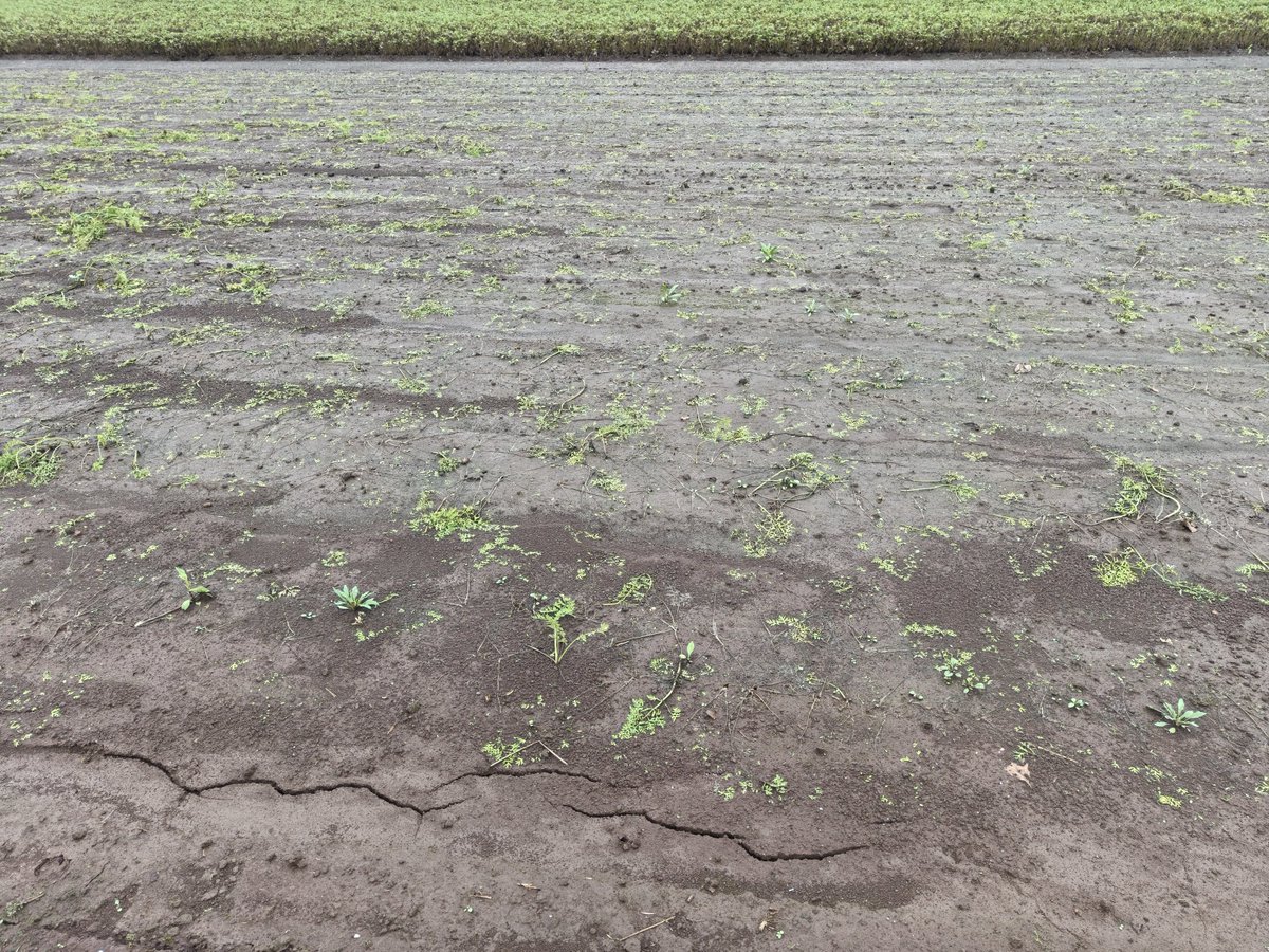 yoshimiya42's tweet photo. はい溶けてなくなりました🥕💦

うちの街は平年比30%減くらいありえるので今冬のニンジン市場では足りなくなりそう。キャベツのようなバカ相場を期待したいけど輸入は間違いなく入りそう🙄 https://t.co/8GodBg8hyF