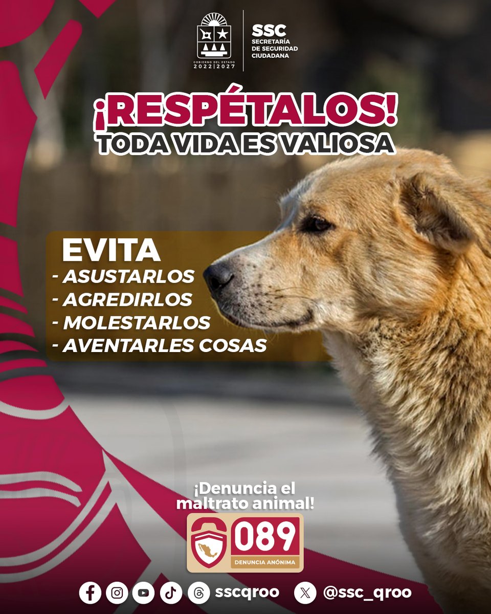 SSC_QROO's tweet photo. 🐾💙 ¡Respétalos! Toda vida es valiosa. Evita asustar, agredir o molestar a los animales. 🐶🐱

Una comunidad empática también protege a los seres sintientes.

🚨 Denuncia maltrato animal al 089. https://t.co/fqabi6Jz94