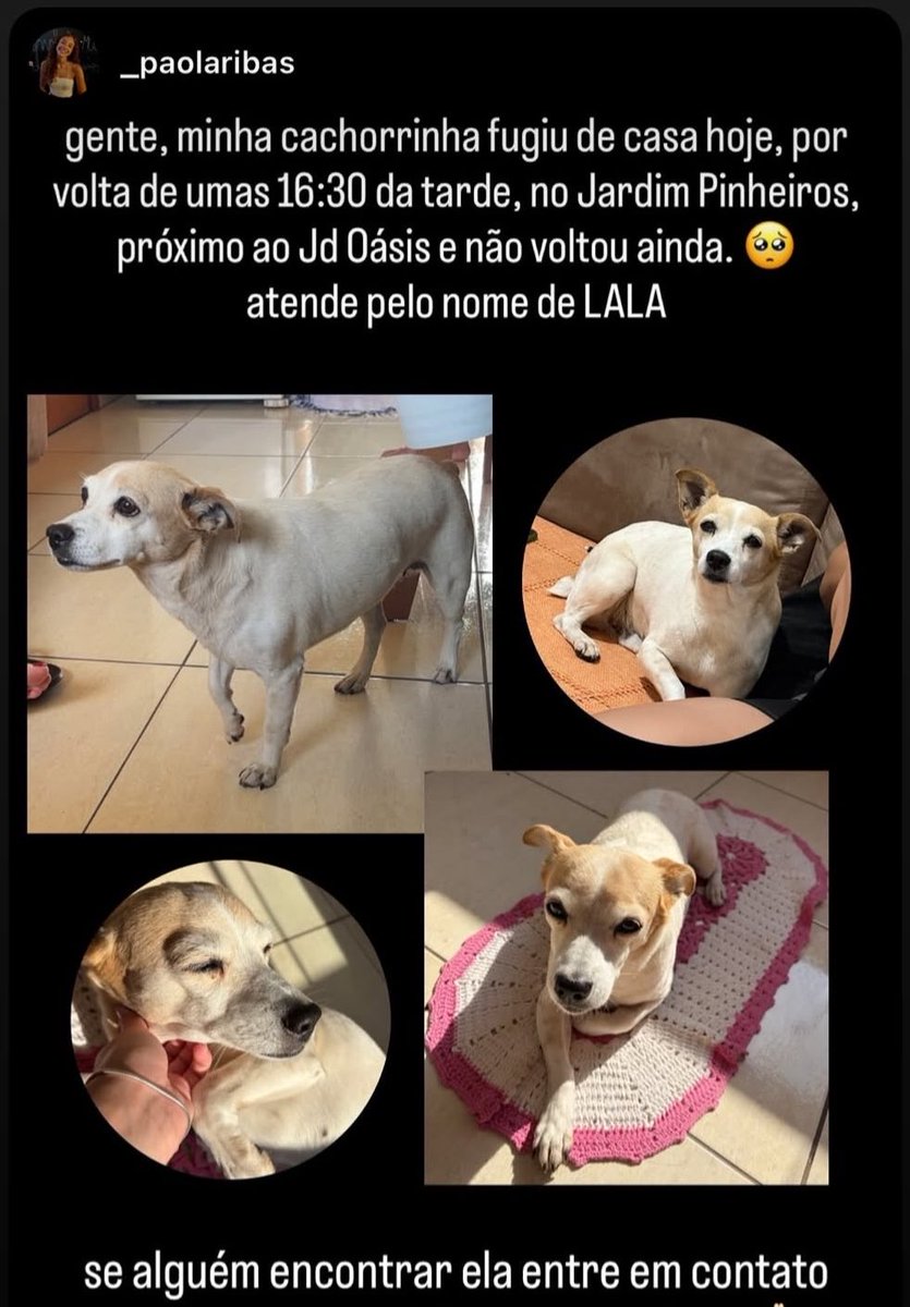 _paolaribas's tweet photo. oh meu Deus, faz minha lalinha voltar pra casa🥺 https://t.co/Z7IZjqXaSv