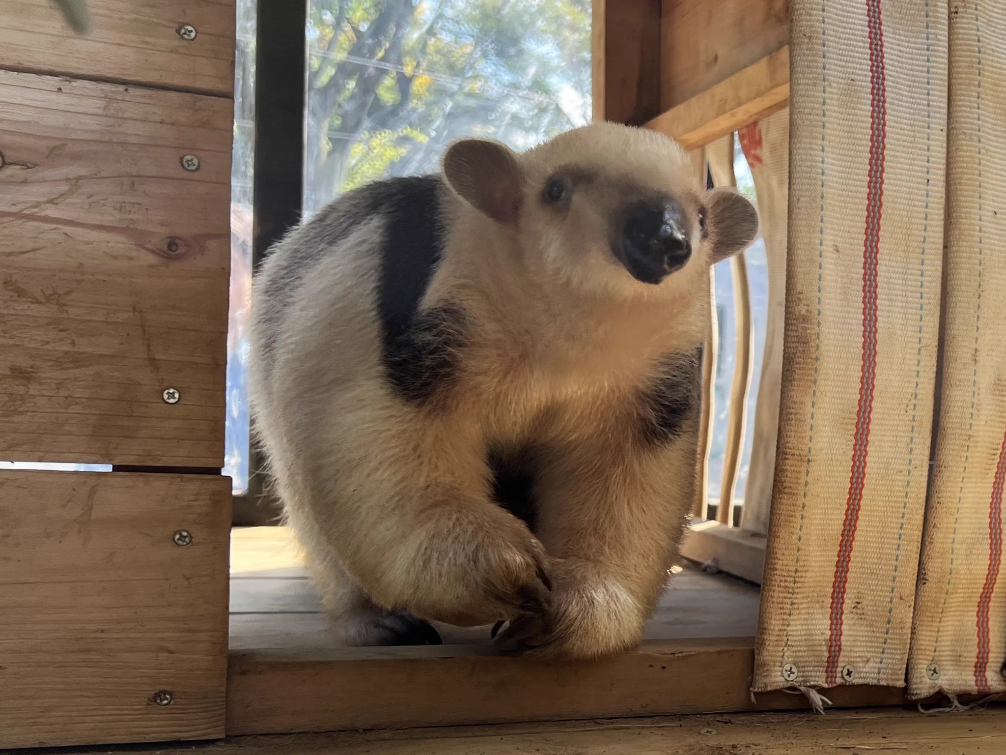 横浜市立野毛山動物園≪公式≫ on X: 