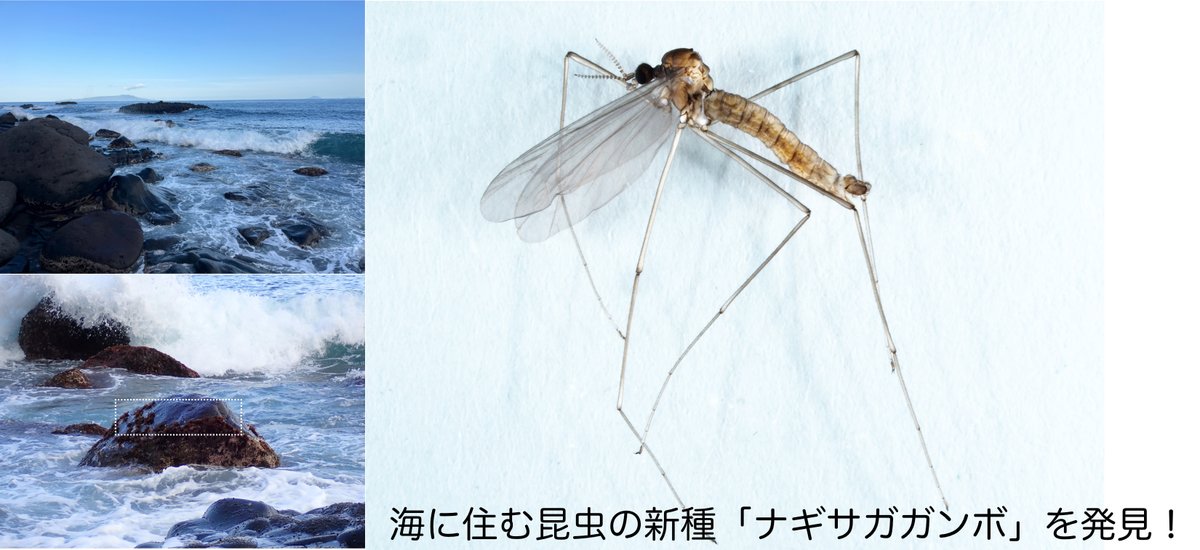 nu_mbl's tweet photo. 海に住むガガンボの新種発見！
 一般的に昆虫は海に生息しないのですが、一部のグループのみ進出しています。

イソガガンボ亜属は干潮時に海面から露出した海藻に卵を生み、幼虫は海の中で成長する変わった昆虫です。
本属の新種 ナギサガガンボを記載し、ヒトエグサガガンボを別亜属から移行しました https://t.co/2evDkHfU0x