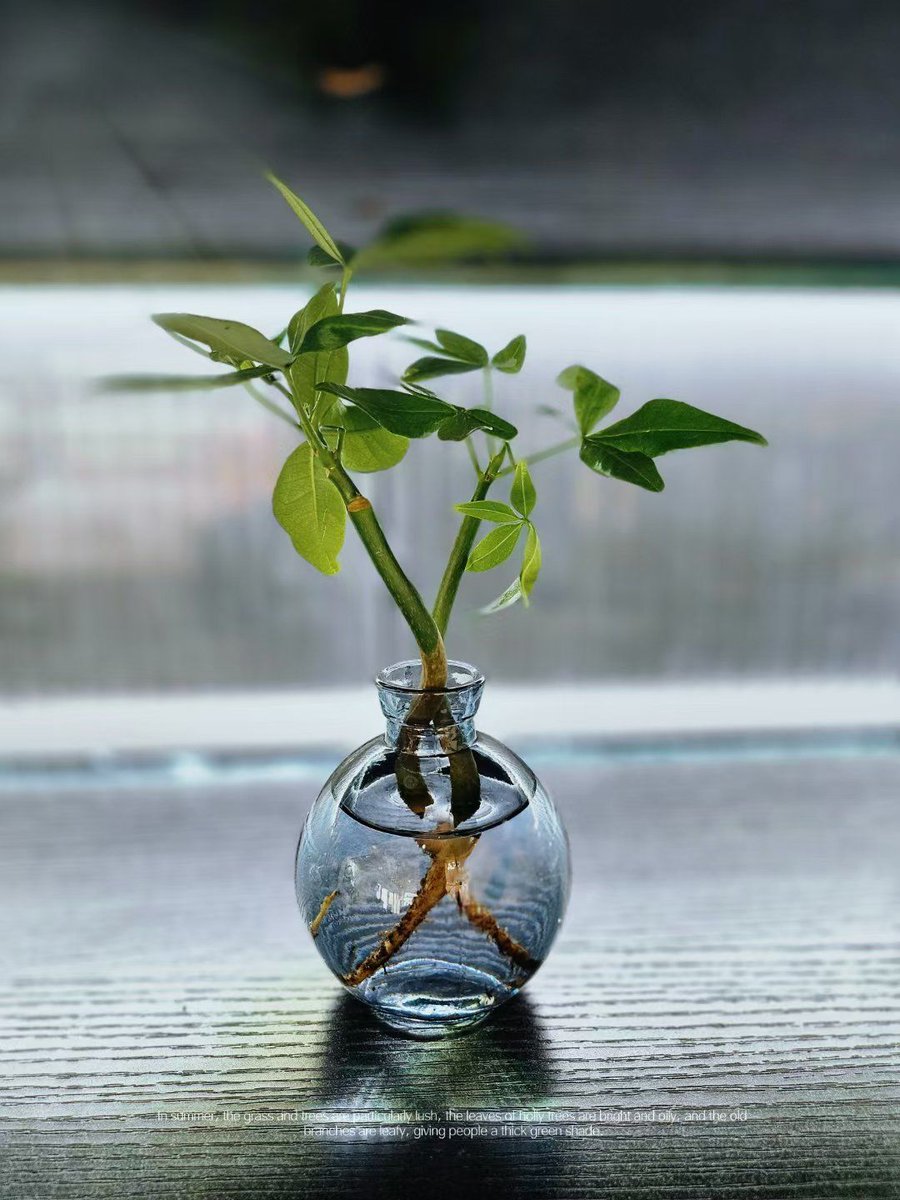 my_r_berry_36's tweet photo. Vanadium is planted and lies flat, adding a unique touch to small corners. https://t.co/a1PDksLweb