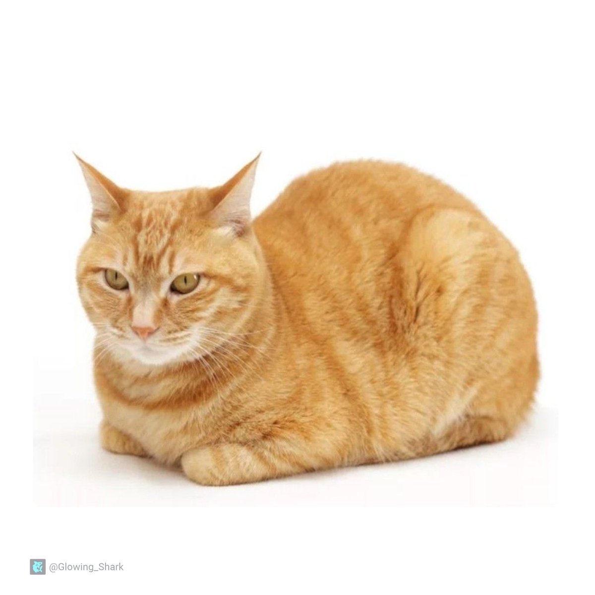 Glowing_Shark's tweet photo. Meowth can loaf? https://t.co/ZxX1wlUSL3