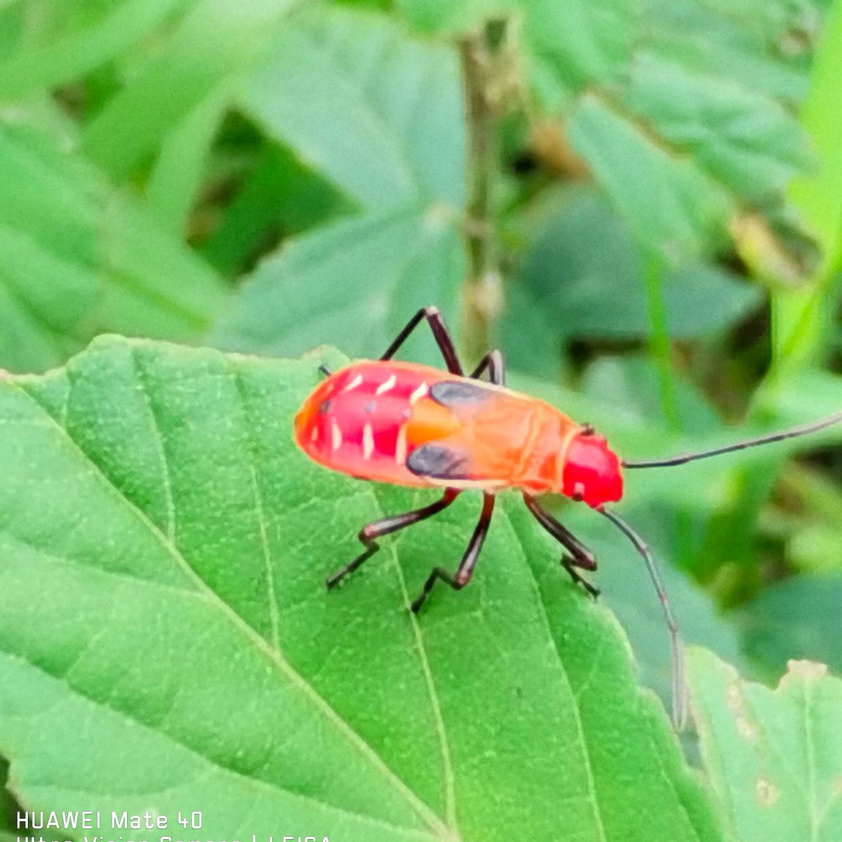 ridho_irza's tweet photo. [Hey guys! Today’s little insect find is a tiny Zhang Yuntu aphid (仔张郧图蚜) crawling on a leaf—super cool to spot this unique little critter!]， https://t.co/V8bo8hMHgT