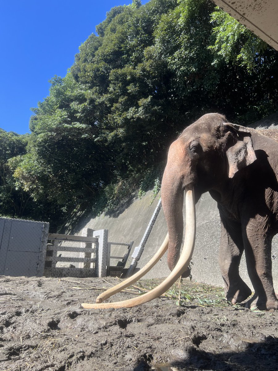 kanazawazoo317's tweet photo. インドゾウのボンが50歳になりました🎂
今朝のボンです📷
元気な姿を見せてくれていることに感謝です。
久々の快晴☀ご都合つく方は会いに来てくださいね🐘

#金沢動物園 #インドゾウ #ボン #日本一長い牙 
#誕生日 #50歳 https://t.co/uxJmvusQUM