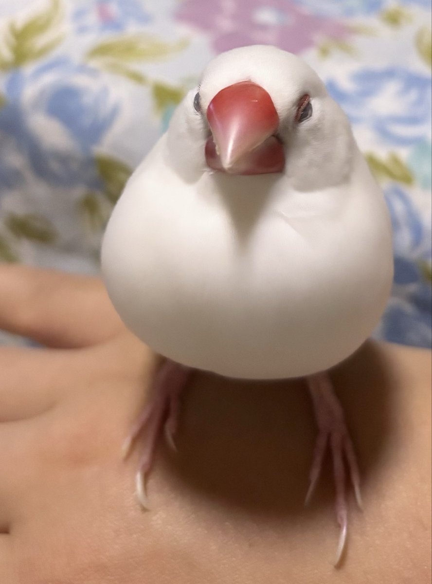 linlinlambuncho's tweet photo. 今日もお昼帰れないけど、お留守番よろしくね！
#文鳥 https://t.co/1JvBtNx28x