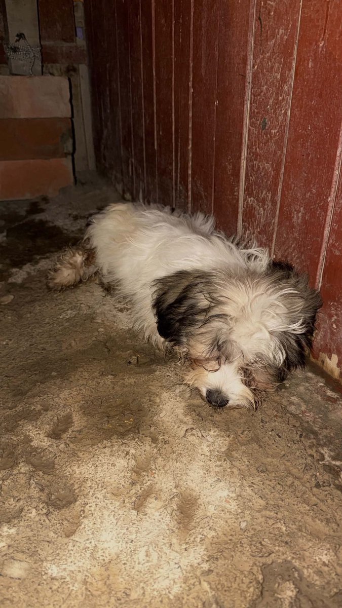 ticnt_'s tweet photo. LIMA URGENTE

no se sabe que le ha pasado a este cachorro, lo acaban de encontrar sangrando desde sus partes íntimas.

Debe tener 2 meses o 3, está en la calle, se está juntando pata no dejarlo, está tendido llorando:(

919682220 Giorgia Diaz YAPE
Por favor:( https://t.co/3EPEsPfKGK