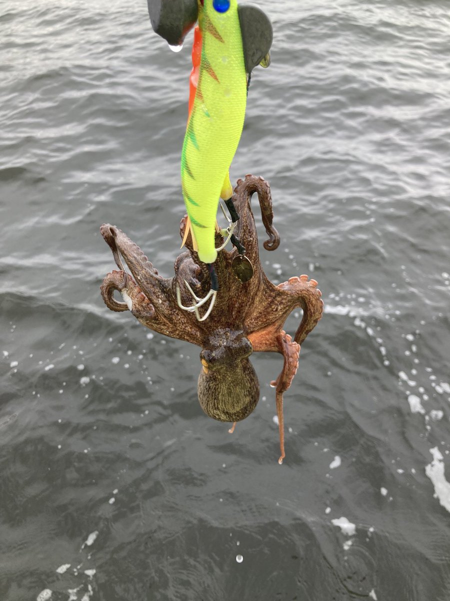 MAC294564856's tweet photo. 🐙タコ釣れましたー！

今年のタコはちょっと小さいですね😂
でも釣れるとやっぱり嬉しい！

次はもう少し大きいサイズを狙いたい🎣🐙

#タコ釣り #釣り #タコ #釣果 https://t.co/6WDinqRRtG