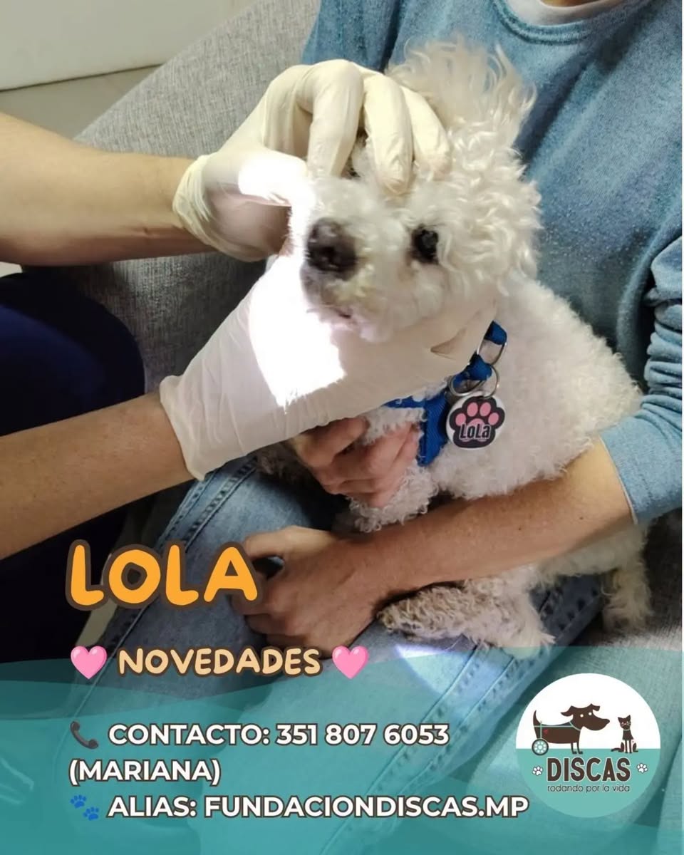 DiscasCba's tweet photo. 📷📷 NOVEDADES DE #LOLA
Lola fue al especialista odontomaxilar y nos explicó que tiene tumores en el paladar.
Por este motivo, nos deriva a la oncóloga para una evaluación mediante interconsulta. 📷
SIGUE👇👇👇 https://t.co/m9egGZKdrE