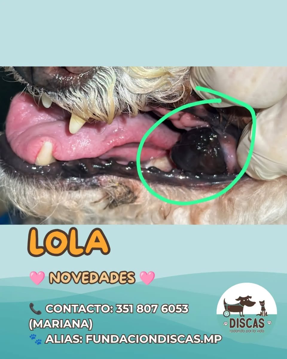 DiscasCba's tweet photo. 📷📷 NOVEDADES DE #LOLA
Lola fue al especialista odontomaxilar y nos explicó que tiene tumores en el paladar.
Por este motivo, nos deriva a la oncóloga para una evaluación mediante interconsulta. 📷
SIGUE👇👇👇 https://t.co/m9egGZKdrE