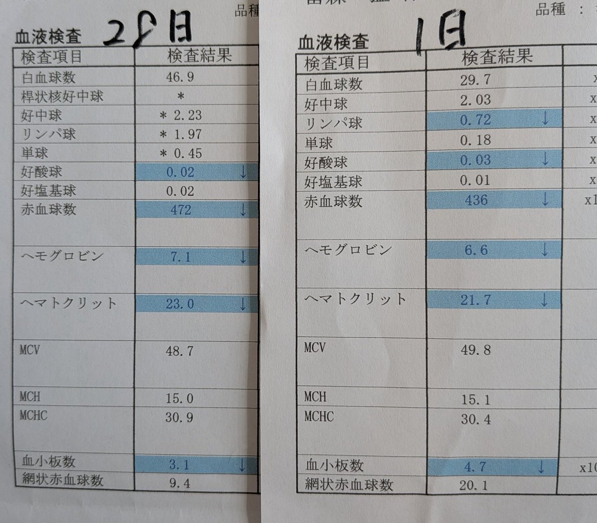 ojm52811's tweet photo. ミケちゃん、残念ながら白血球も赤血球も前回より数値が落ちてしまいました。2回目の輸血をおこなうことになりました。ねこうららさんが2頭の猫ちゃんと来てくださいましてミケちゃんの血液と相性の良い方を調べて昼から輸血を開始する予定です。 https://t.co/dGzQNjqK6d
