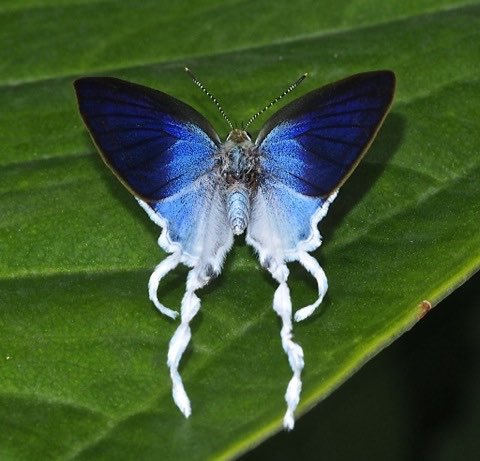 FatuiTsaritStar's tweet photo. ❆˖꙳⋆ ⟢  #Tsaritsa  ·  #Archon  ⟡ ｡* ཐི༏ཋྀ

she’s literally a butterfly, THIS butterfly 💙 .ᐟ https://t.co/dranDnjBvu