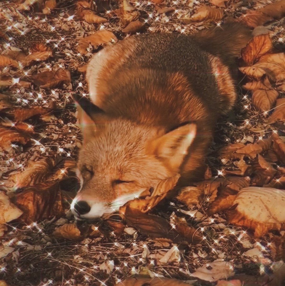 scnsetbabie's tweet photo. ⠀⠀⠀
⠀⠀⠀         ➻❥ how does pinterest see me .ᐣ

                                     ౨ৎ season
                                     ౨ৎ love language
                                     ౨ৎ animal 
                                     ౨ৎ thoughts
⠀⠀⠀ https://t.co/MPAEaYgdev