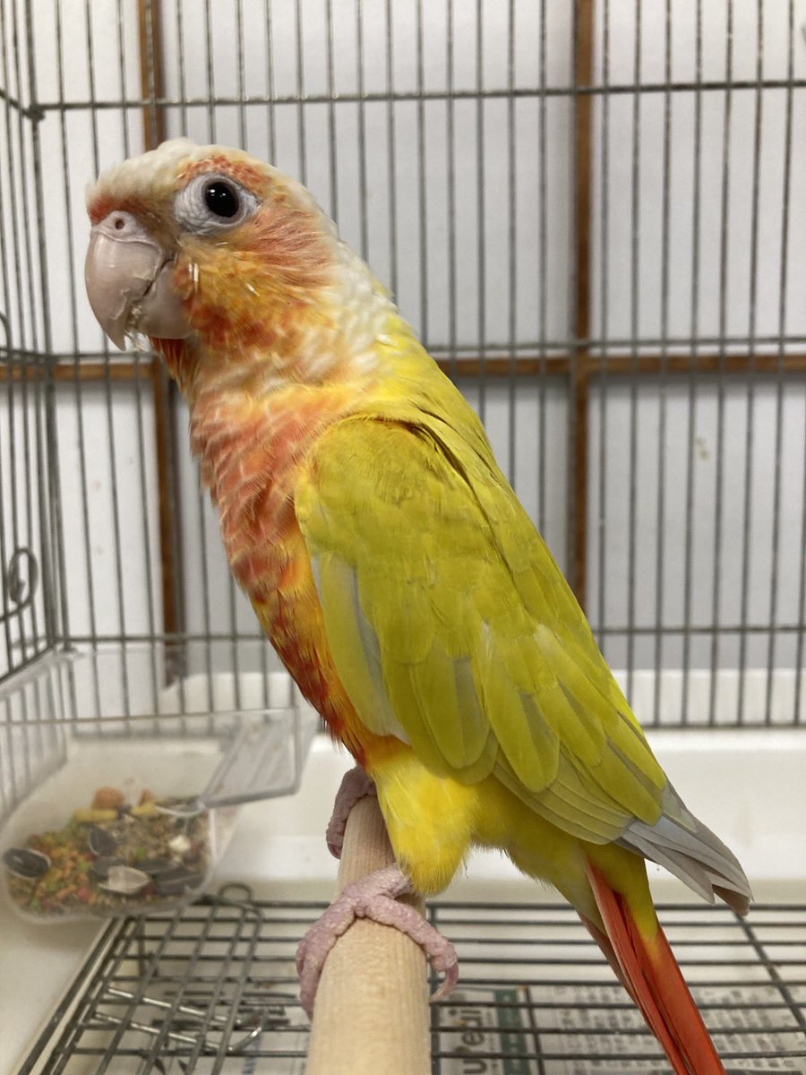 bono2019's tweet photo. 川越警察署から保護ウロコインコ
引き受けました。

2026年9月25日
川越市下広谷にて保護
体重60.7g
右足に足輪あり https://t.co/RzoP3JgPUG