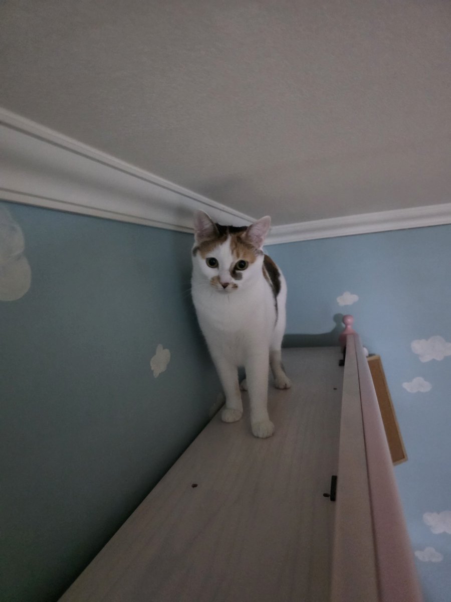 meow_nuri's tweet photo. https://t.co/lFURGdraZx