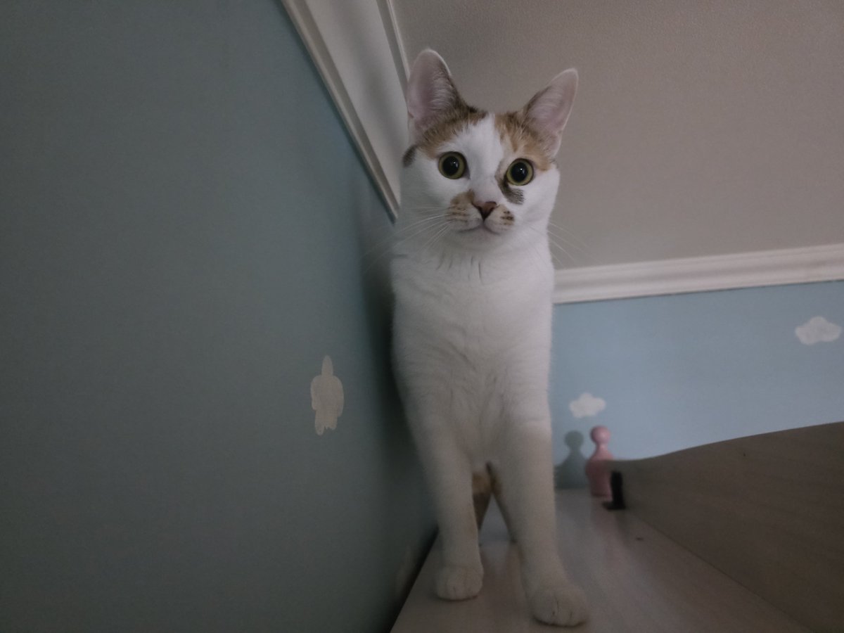 meow_nuri's tweet photo. https://t.co/lFURGdraZx