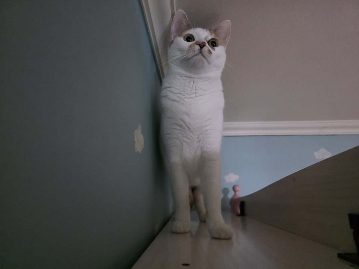 meow_nuri's tweet photo. https://t.co/lFURGdraZx