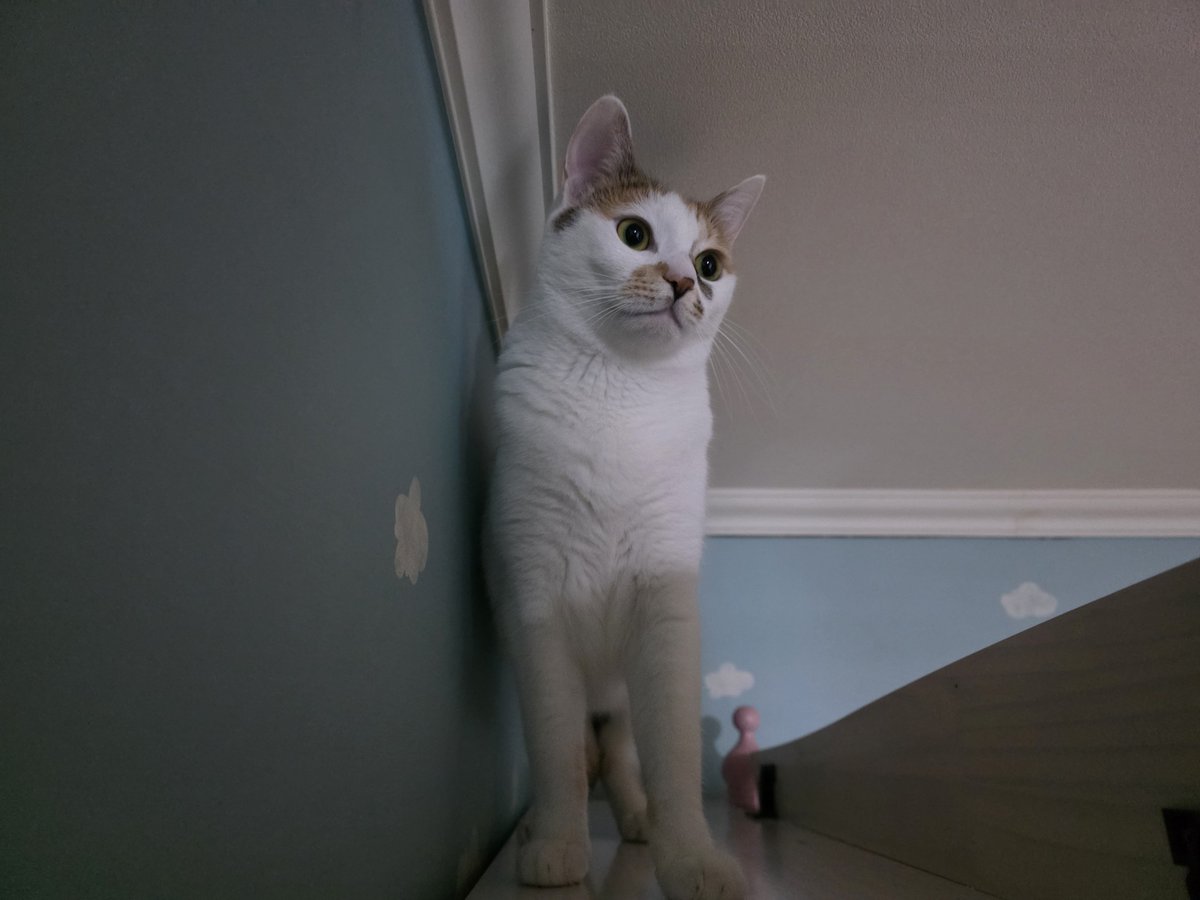 meow_nuri's tweet photo. https://t.co/lFURGdraZx
