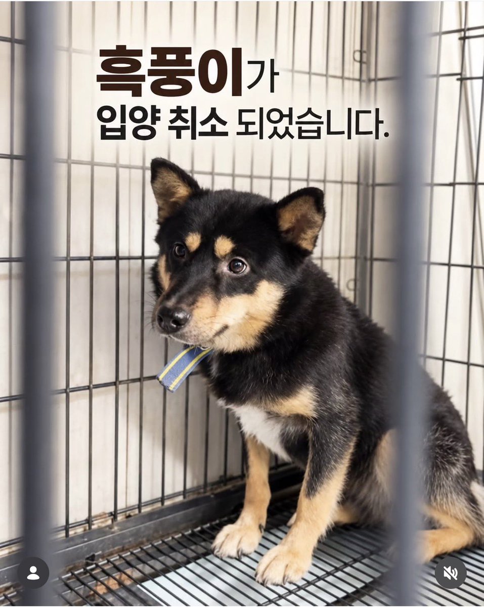 Suwoul_Seoul's tweet photo. 간밤에 마지막 남은 중 한 아이 흑풍이가 입양이 취소 되었습니다. 아이가 겁이 많아 산책을 나가면 바닥에 납작 엎드려서 꼼짝도 안 하는 행동을 하는데 이건 우리집 막둥이 라니도 똑같았습니다. 조금만 기다려주고 응원해주면 금방 고칠 수 있어요. 세상의 모든 개는 사랑으로 바뀝니다. 각각 애들마다 걸리는 시간의 차이가 있을 뿐이에요. 한번 더 공유 부탁드립니다.