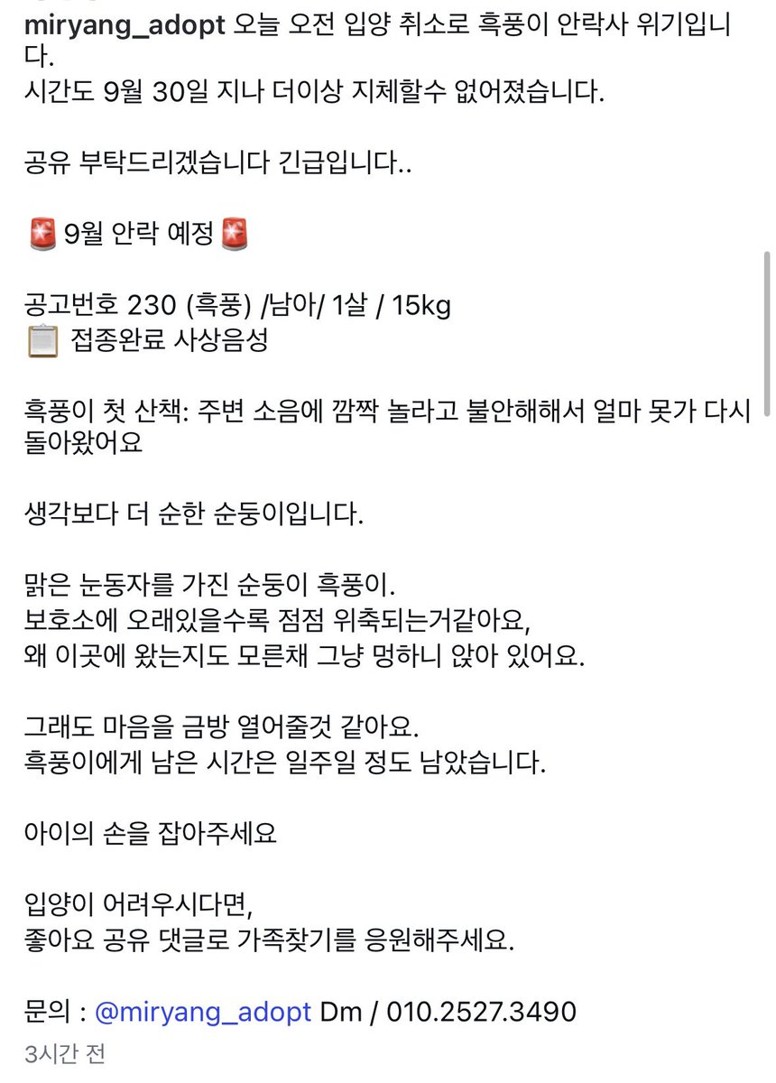 Suwoul_Seoul's tweet photo. 간밤에 마지막 남은 중 한 아이 흑풍이가 입양이 취소 되었습니다. 아이가 겁이 많아 산책을 나가면 바닥에 납작 엎드려서 꼼짝도 안 하는 행동을 하는데 이건 우리집 막둥이 라니도 똑같았습니다. 조금만 기다려주고 응원해주면 금방 고칠 수 있어요. 세상의 모든 개는 사랑으로 바뀝니다. 각각 애들마다 걸리는 시간의 차이가 있을 뿐이에요. 한번 더 공유 부탁드립니다.