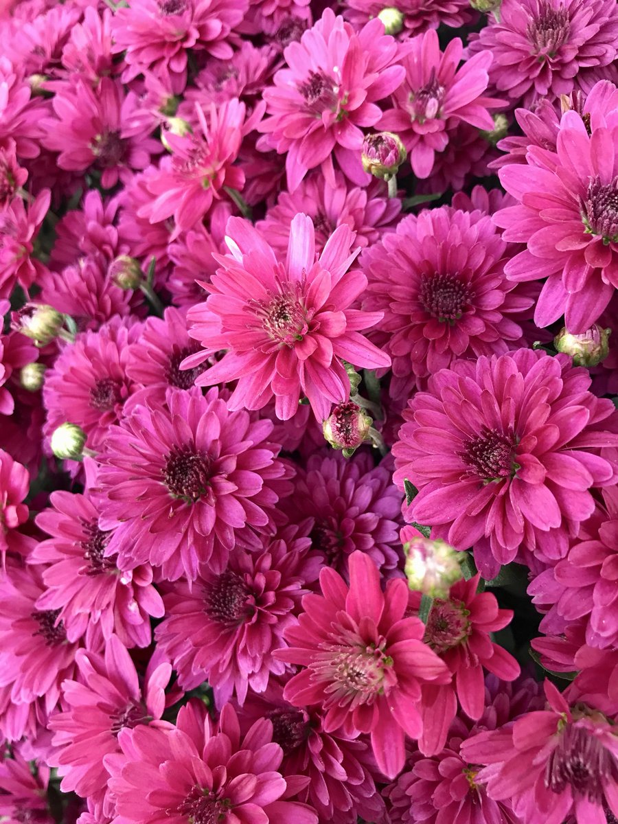 YesBerryB's tweet photo. Such a gorgeous color! https://t.co/IkSn8swu46