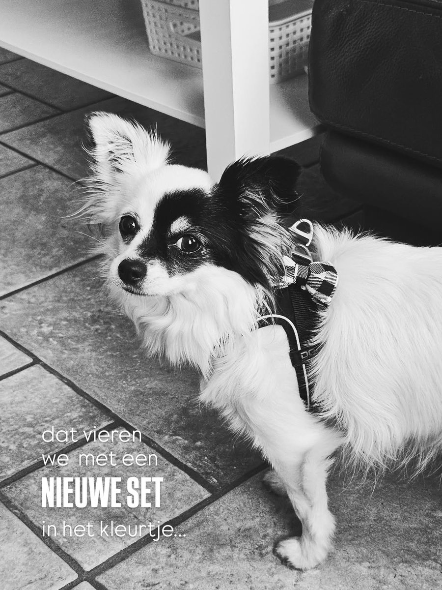 addisonscotty5i's tweet photo. 1 year as an ambassador for DOGCOPENHAGEN! Of course, we’re celebrating in style. What better way than with a brand-new set in a color you may not have expected from us? Some of you guessed it last week... The color is BLACK! Sleek, timeless, and https://t.co/8XvU142EjD