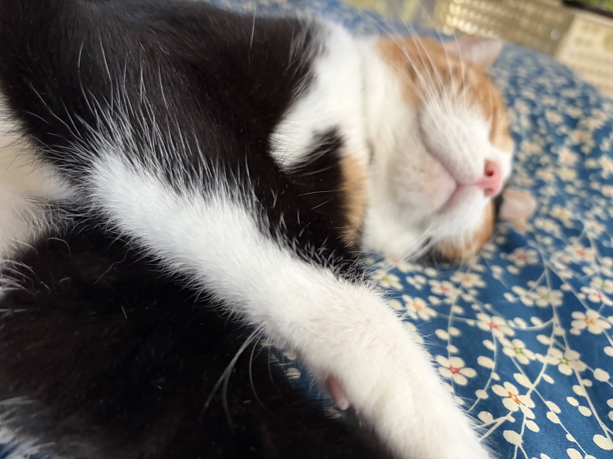 mayamochi114's tweet photo. 肉球を絶対触らせないガールなのに肉球ぷにっても気付かない寝姿で布団畳めれない https://t.co/Frg9TIEo1B