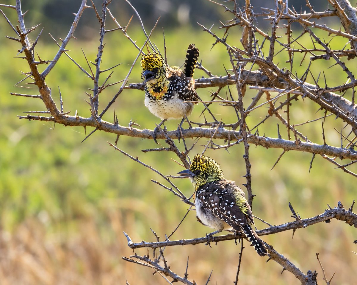 quick2bird's tweet photo. This image of  Usambiro Barbets is one of my favorites from the trip to Tanzania. https://t.co/szr9ouz0pU