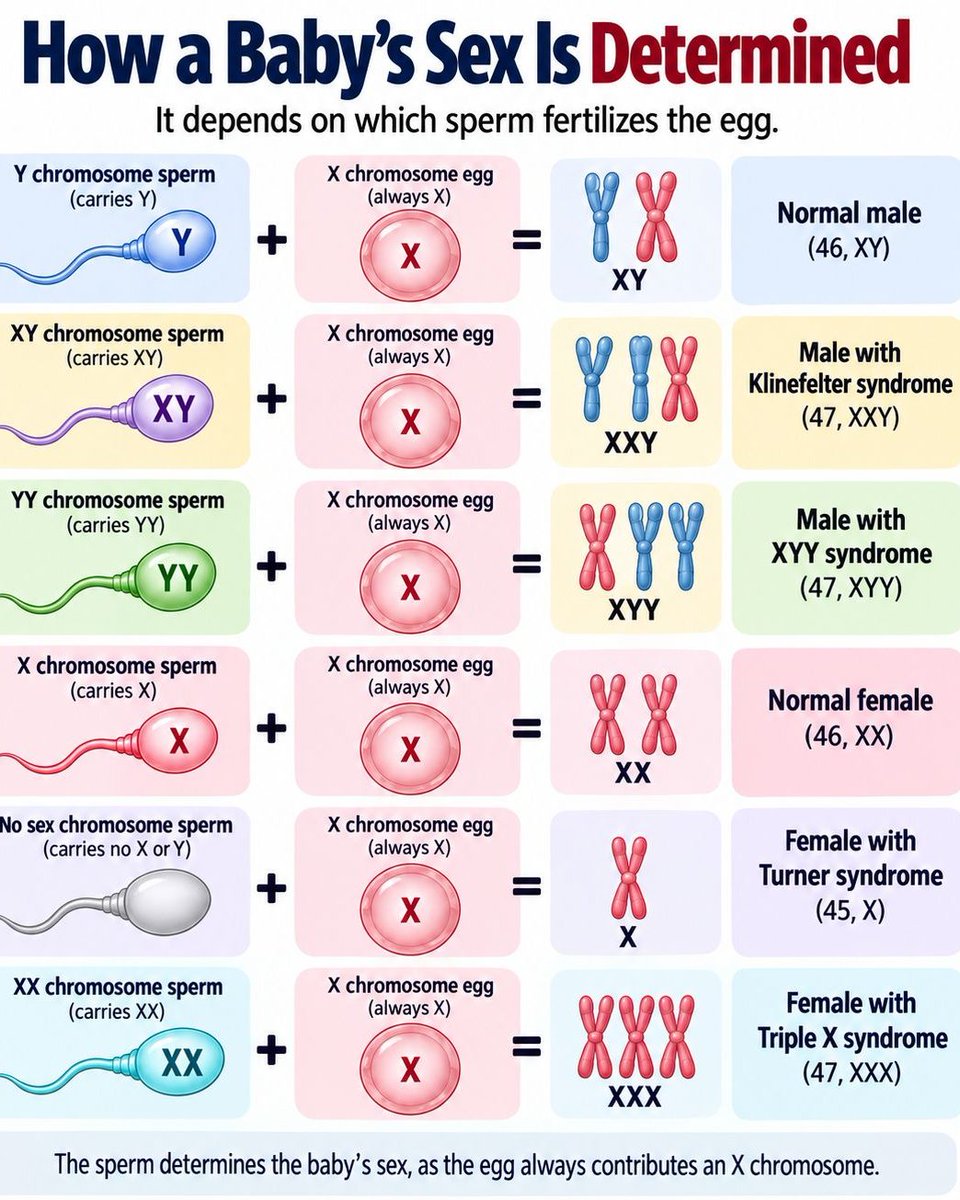 health_manual's tweet photo. HOW A BABY’S SEX IS DETERMINED

Chromosomal sex is determined at fertilization by the combination of sex chromosomes contributed by the egg and sperm. The egg typically contributes an X chromosome, while the sperm contributes either an X or Y chromosome. https://t.co/I4muM6Ik3c