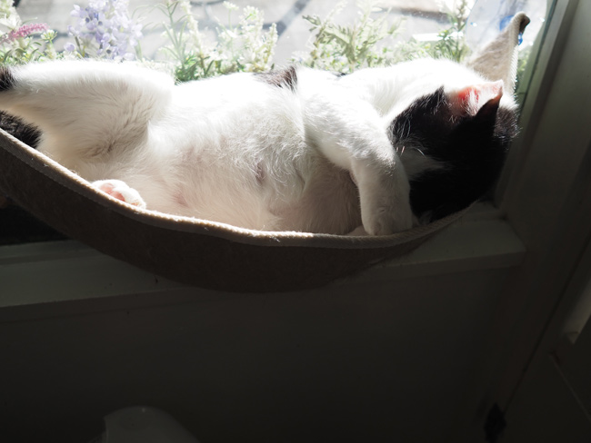 felissimonekobu's tweet photo. 定番の二度寝
（ねこせんせいのさくらねこブログ）

まるで人間のように、まぶしい光を腕で塞いで眠る巨大白黒さん。
光を浴びながら窓に張り付いて眠っています。
さあ、起きて始動！
と思いきや……。
⇒（https://t.co/TmNSMHlzm5） https://t.co/suT8SdrtDx