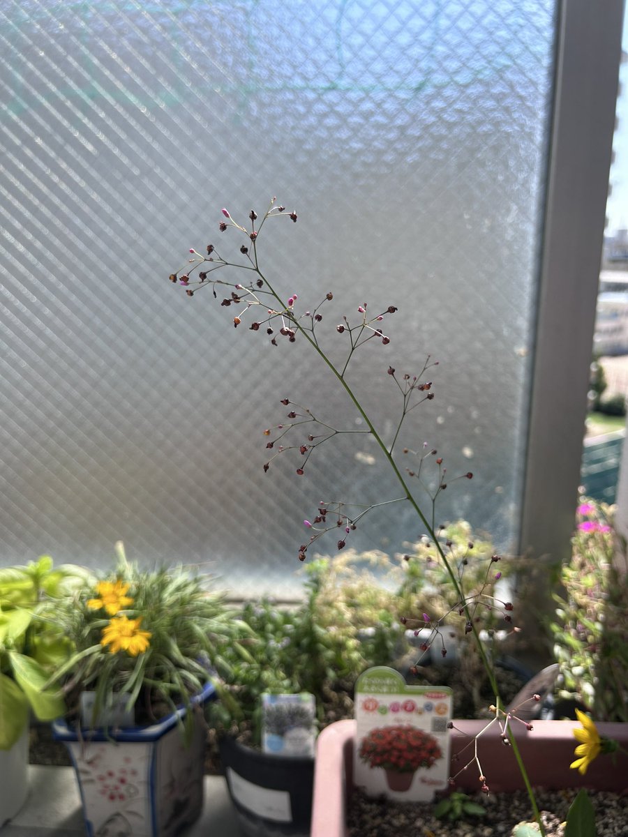 shi_buta's tweet photo. 朝寝坊し起きたら8時だった
ベランダ窓開けたらガザニア、ひまわり、パニックタワーと花咲いたり咲かけたりしてる
用事で出かけたら青空にお月さんまで出てびっくり https://t.co/59OK0I5tJc