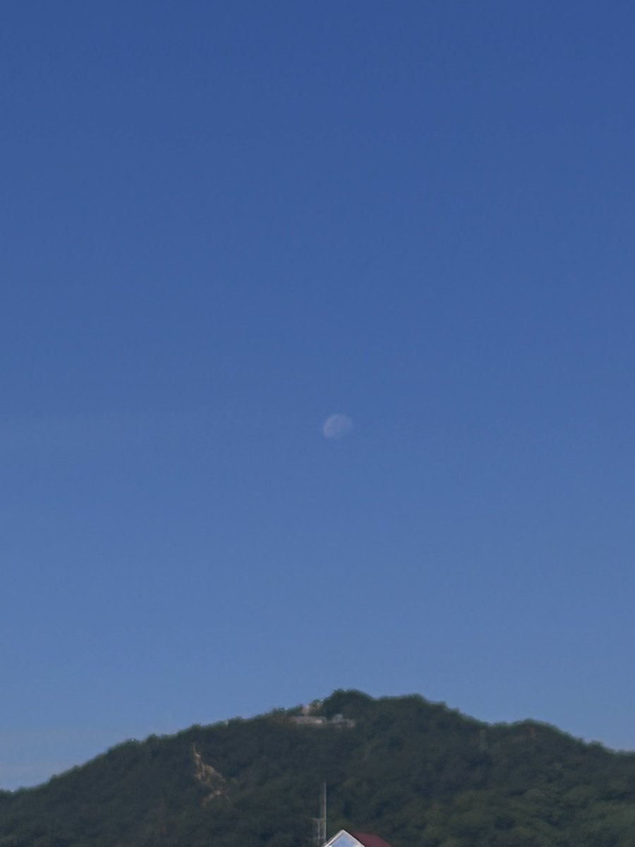 shi_buta's tweet photo. 朝寝坊し起きたら8時だった
ベランダ窓開けたらガザニア、ひまわり、パニックタワーと花咲いたり咲かけたりしてる
用事で出かけたら青空にお月さんまで出てびっくり https://t.co/59OK0I5tJc