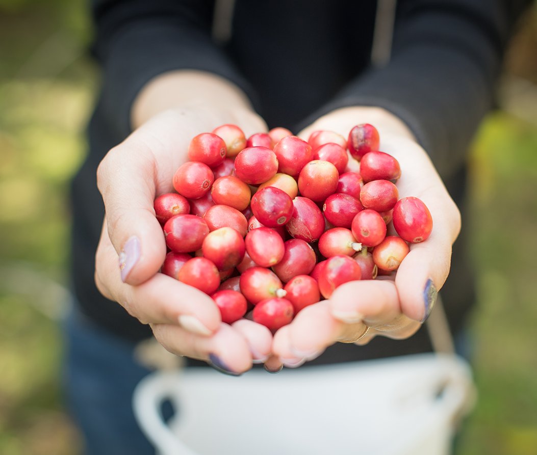 Tokyo_gov's tweet photo. October 1 is International Coffee Day!
Did you know coffee beans are grown in Tokyo?
Coffee farms on Chichijima in the Ogasawara Islands harvest coffee cherries by hand from historic trees, and you can even experience bean-picking and tastings! https://t.co/FWqBE8CpZ6
