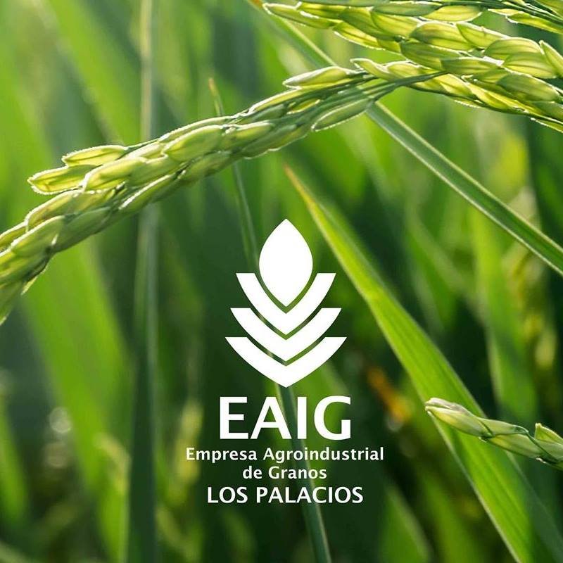 PCC__LP's tweet photo. La empresa arrocera de #LosPalacios (EAIG) es seleccionada como sede para realizar el Acto Nacional por el día del Trabajador Agropecuario el próximo 3 de octubre de 2026. Los #ArrocerosPinareños más comprometidos con su pueblo.
#PinardelRío 
#Cuba https://t.co/PKelVi6J9m