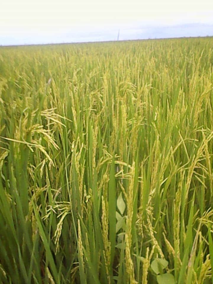 PCC__LP's tweet photo. La empresa arrocera de #LosPalacios (EAIG) es seleccionada como sede para realizar el Acto Nacional por el día del Trabajador Agropecuario el próximo 3 de octubre de 2026. Los #ArrocerosPinareños más comprometidos con su pueblo.
#PinardelRío 
#Cuba https://t.co/PKelVi6J9m