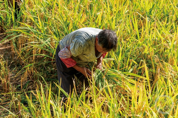 izo_5159ux's tweet photo. [“Stealing rice at dawn is a mistake—farmers work hard for every grain. Protect crops, respect labor!”]， https://t.co/PULpZyzCv5