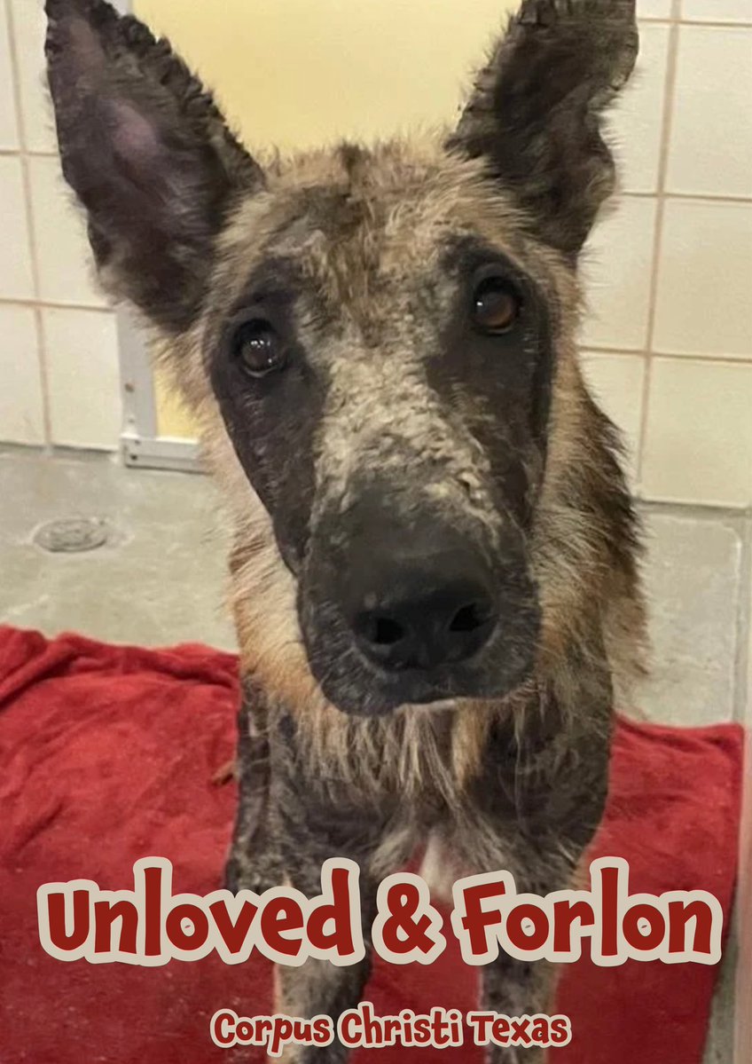 RoCoGB's tweet photo. This is heartbreaking💔
ARLO’s in desperate need😭

He’s suffered a LONG time
Horribly infected, thickened crusty skin+significant alopecia
Bit wobbly on his feet, whimpers in pain, poss hip issues😭 #A391028

Age 6 this gentle boy’s a shadow of the majestic GSD he should be😭

Plz help #pledge get ARLO the TLC he deserves

Corpus Christi Tx 
Plz be his #Foster😇🙏