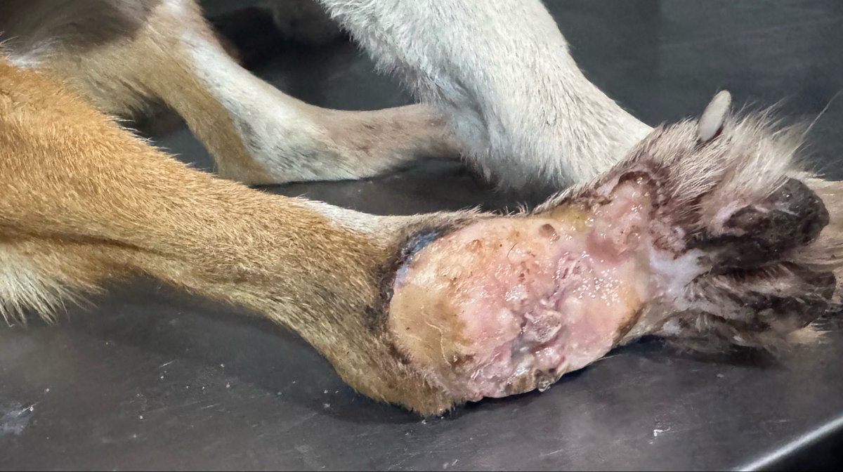 OMFA_Refugio's tweet photo. Hanna fue rescatada en este estado mientras llevaba días arrastrándose por la calle, no sabemos qué le pasó pero su estado es tremendo. Está discapacitado, con una fractura de columna que no tiene solución y sus patas traseras están destrozadas del arrastre

Alias MP: omfamoreno https://t.co/xfB2lhfxJB