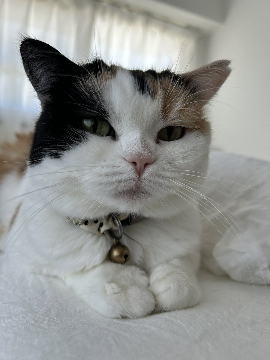 mofmof_bibi's tweet photo. おててのしわとしわを合わせて幸せ〜🐱

#猫 #ねこかわいいね https://t.co/7iMR4CHBKc
