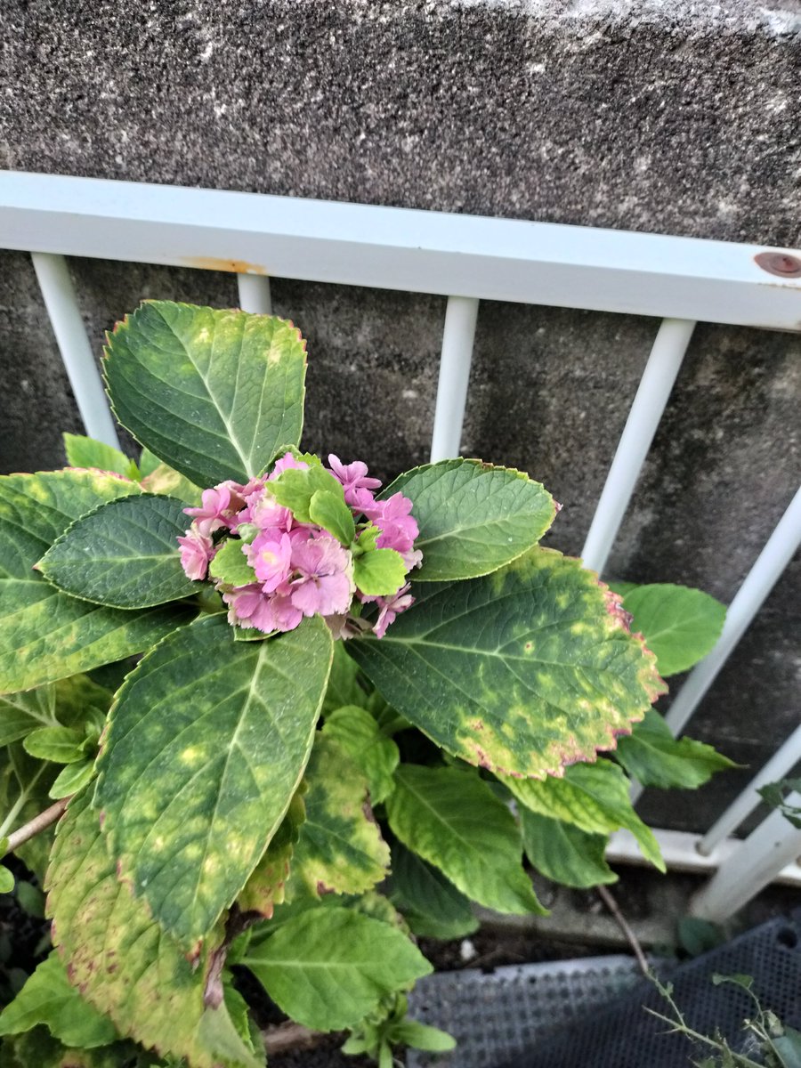 masamasa1's tweet photo. Beautiful, clear day here in Takaishi 😊 The hydrangeas are still in bloom—they’re really holding on, considering it’s past their usual season. The garlic chive flowers are lovely, too. And the okra plants still had some pods on them. #HomeGarden #Hydrangeas #GarlicChives #Okra https://t.co/uvng1M49lM