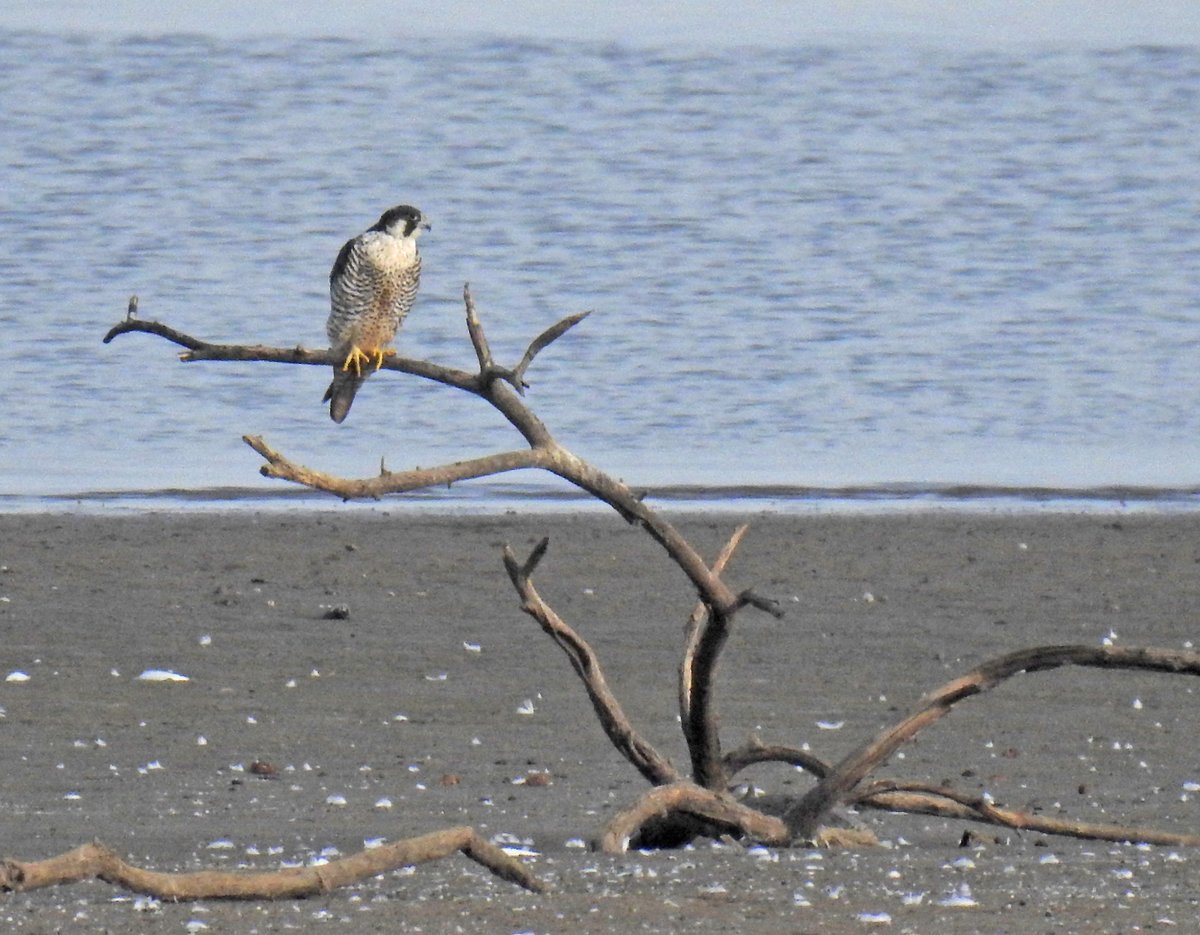 quick2bird's tweet photo. Lot's of shorebirds moving through Hagerman National Wildlife Refuge north of Dallas.  This Peregrine Falcon was looking to take advantage. https://t.co/UIUrTNuy8v
