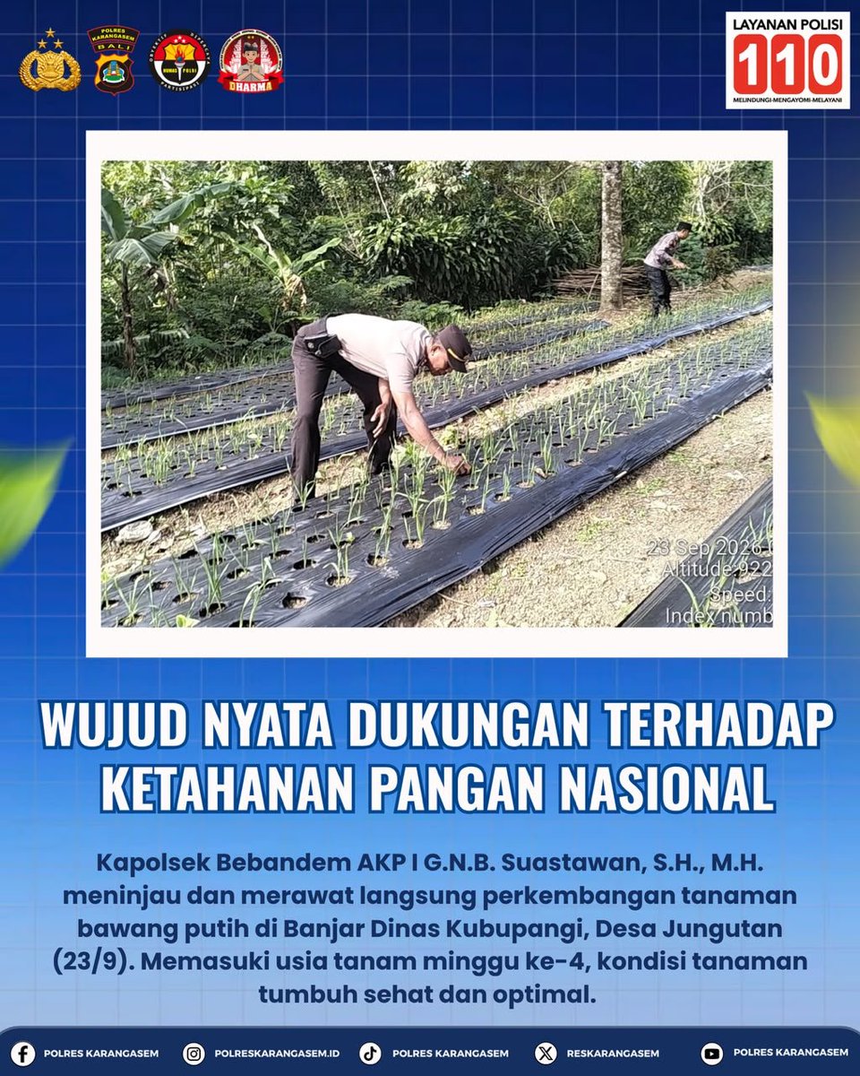 banjarangkan's tweet photo. Wujud nyata dukungan terhadap ketahanan pangan nasional, Kapolsek Bebandem AKP I G.N.B. Suastawan, S.H., M.H. meninjau dan merawat langsung perkembangan tanaman bawang putih di Banjar Dinas Kubupangi, Desa Jungutan (23/9). Memasuki usia tanam minggu ke-4, kondisi tanaman tumbuh https://t.co/cB1JF16v18