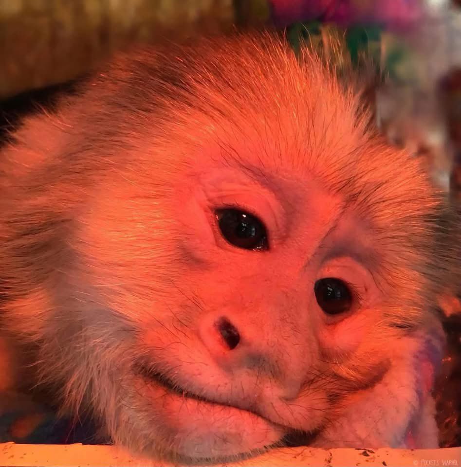 PocketsWarhol's tweet photo. I see the earth from a different perspective now🌌🐒🪽#bekindtoanimals #rememberme #AlleyCats🐈 https://t.co/LHjdOkJvzK