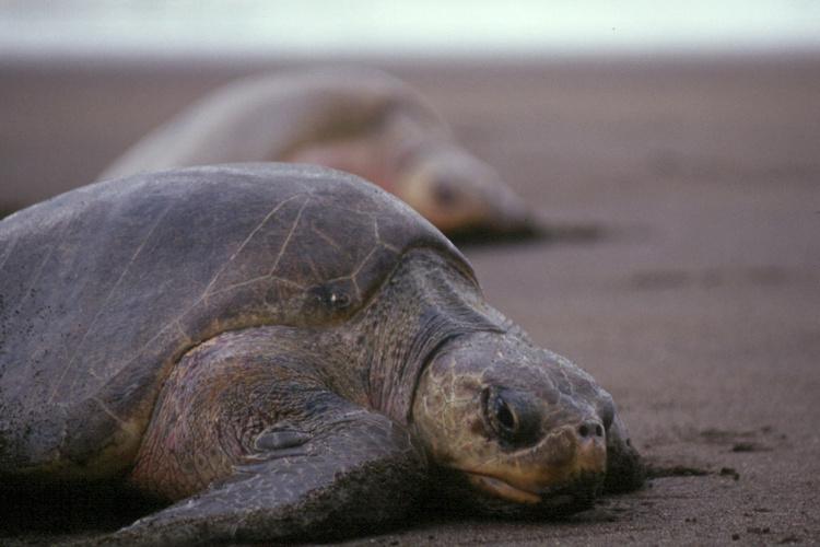 seaturtleweek's tweet photo. 🐢 Fun Fact Friday: An arribada is when thousands of female sea turtles come ashore to nest at the same time. Only Kemp’s ridleys and olive ridleys are known for this amazing event.

Some beaches see hundreds of thousands of turtles. 

Photo: NOAA https://t.co/zJLHNODRVz